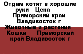 Отдам котят в хорошие руки › Цена ­ 66 - Приморский край, Владивосток г. Животные и растения » Кошки   . Приморский край,Владивосток г.